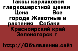 Таксы карликовой гладкошерстной щенки › Цена ­ 20 000 - Все города Животные и растения » Собаки   . Красноярский край,Зеленогорск г.